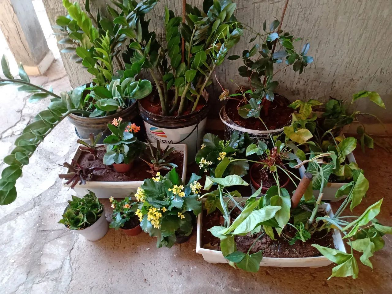 Plantas diversas