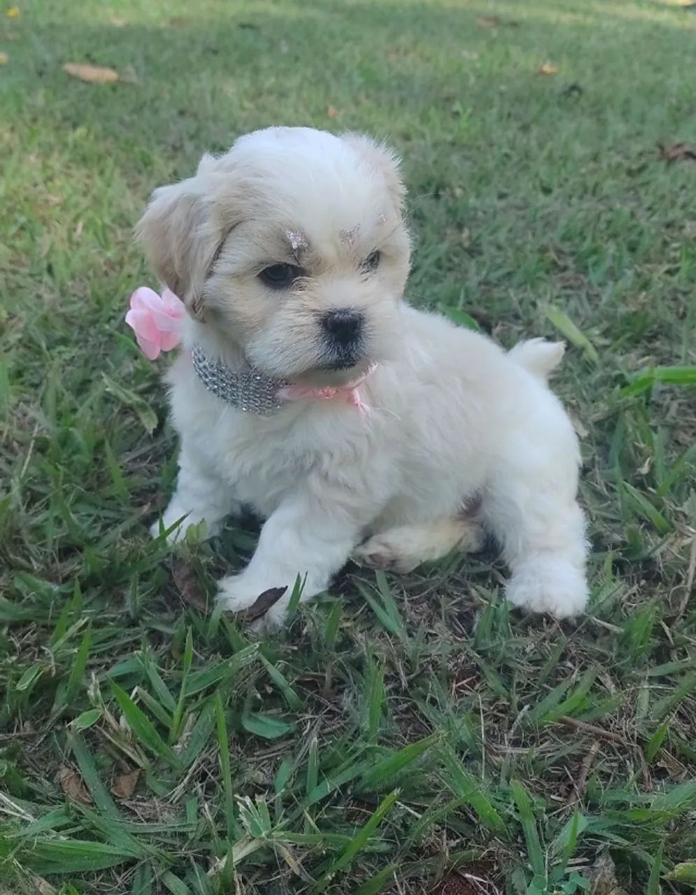 lhasa apso  - Foto 2