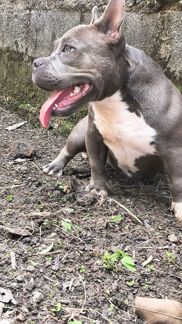 American Bully Micro - Para vender HOJE - Foto 2