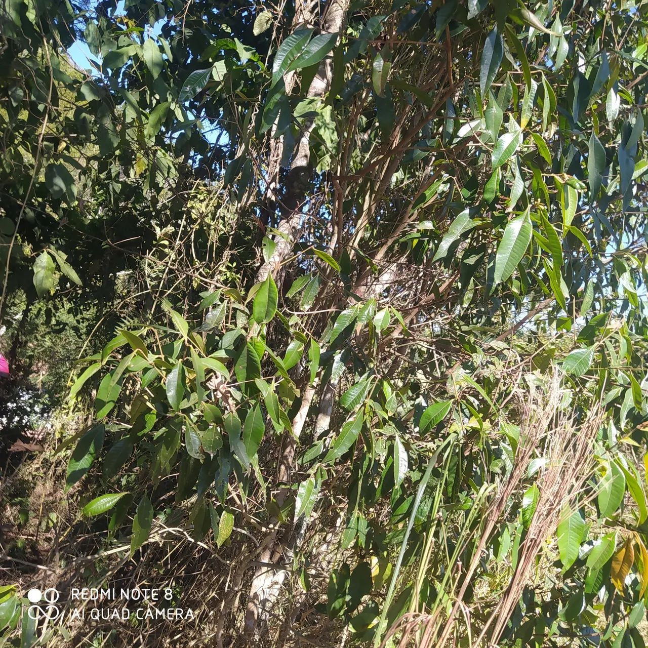 Terreno  - Foto 5