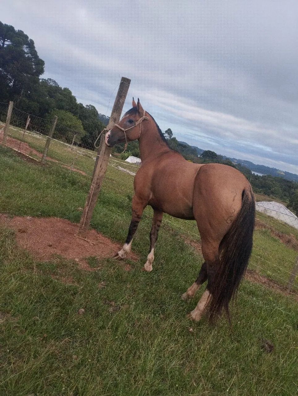 Cavalo 