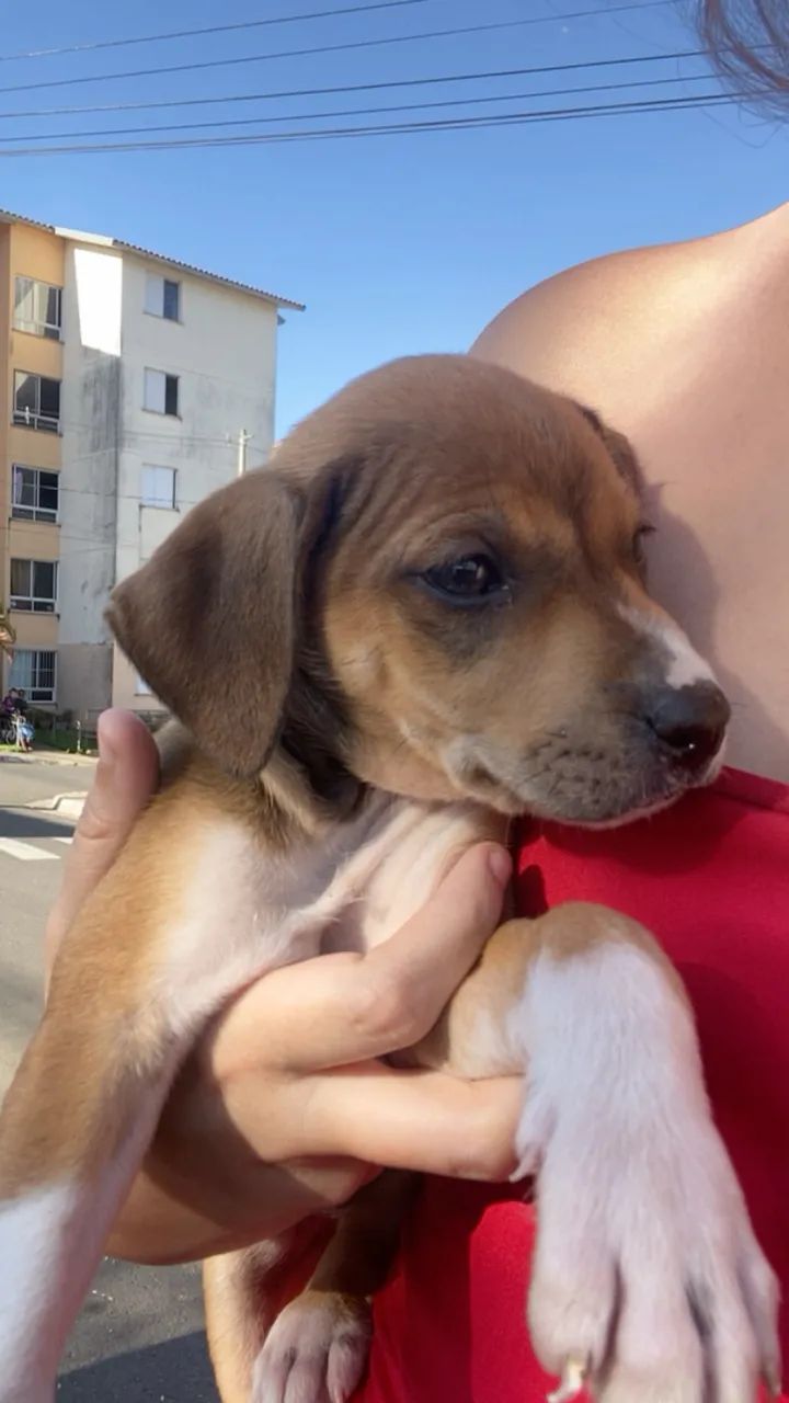 Doa-cachorro  - Foto 2