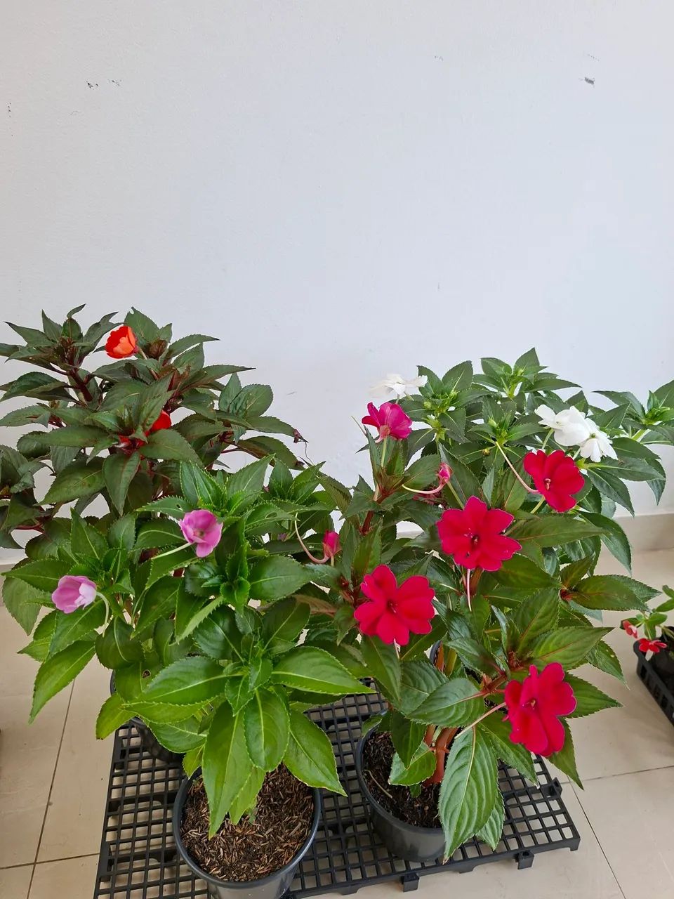 Planta florida