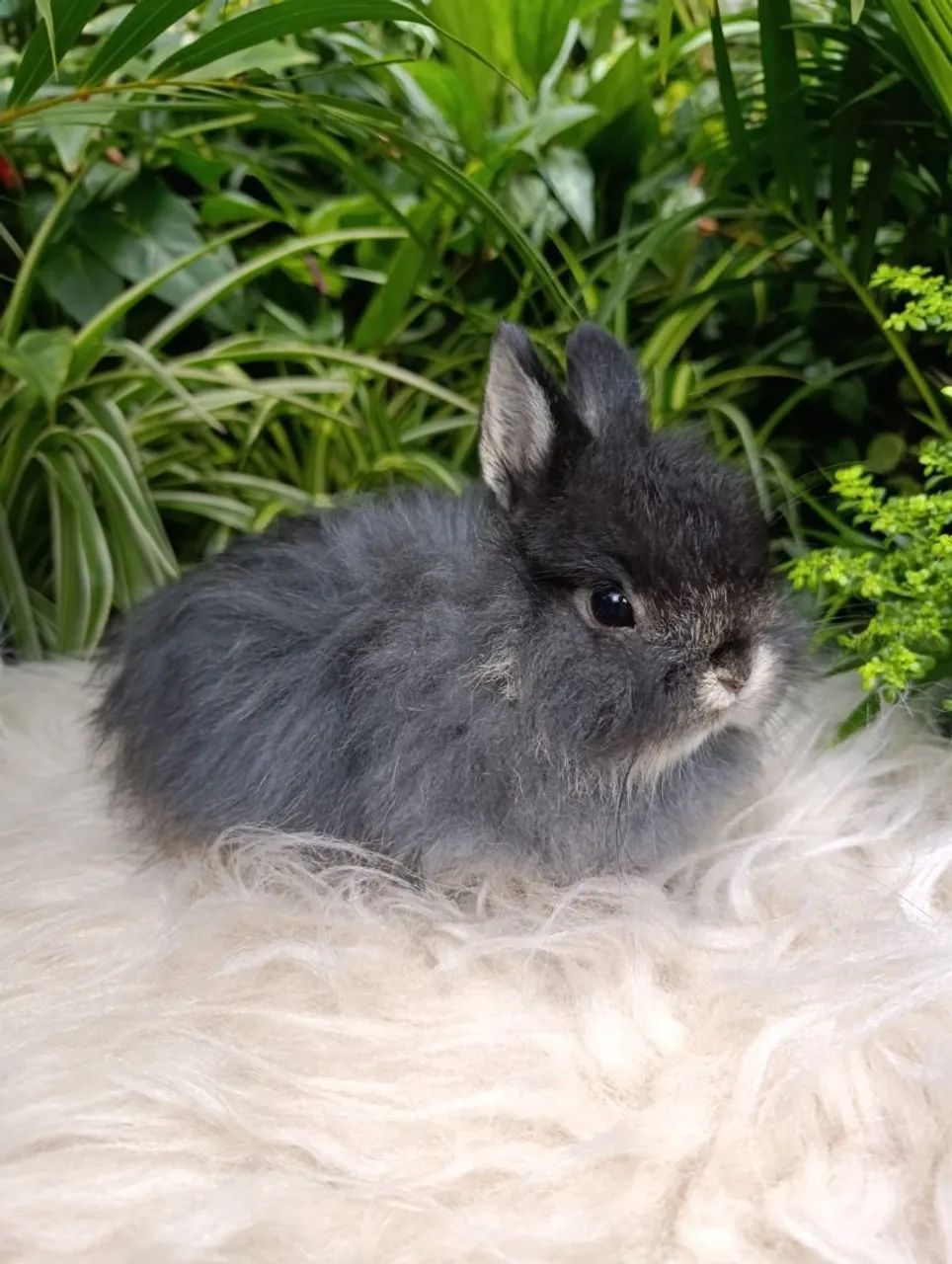 Coelho netherland Dwarf - Foto 5