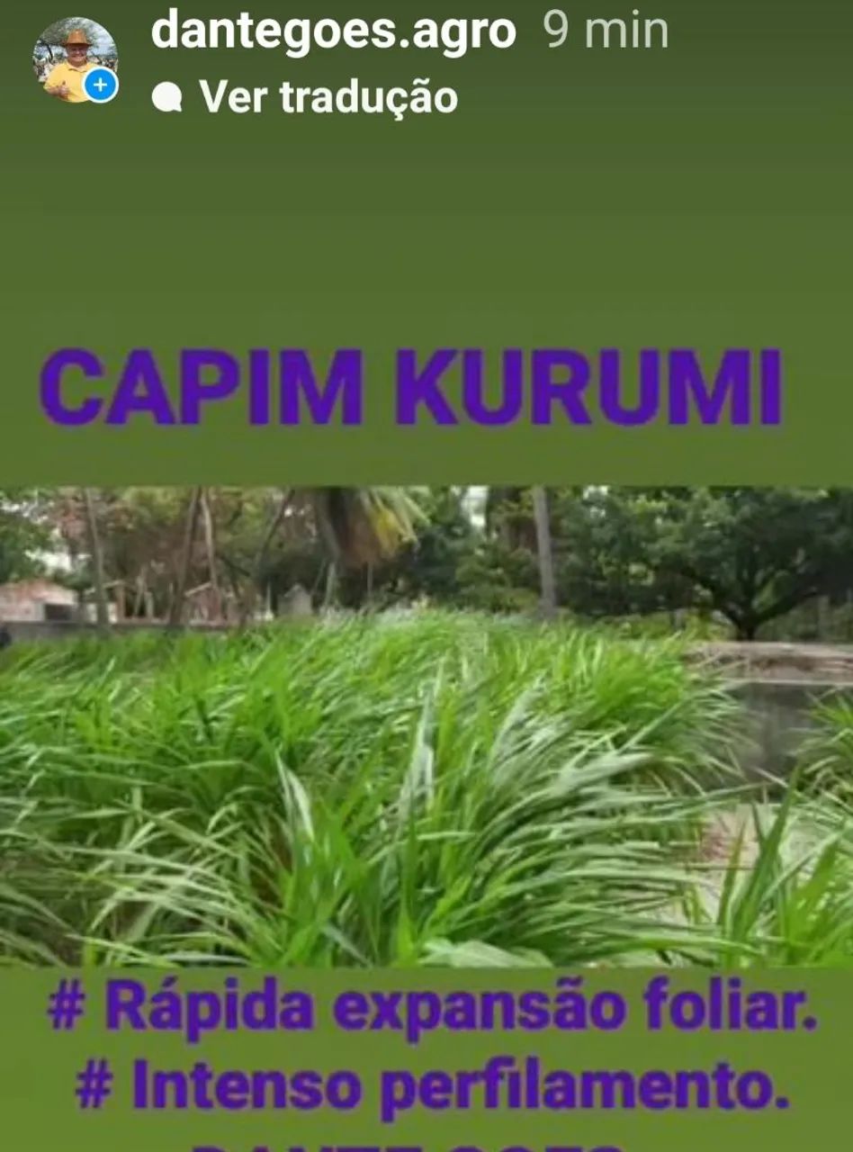 Capim kurumi e Capiaçu  - Foto 2