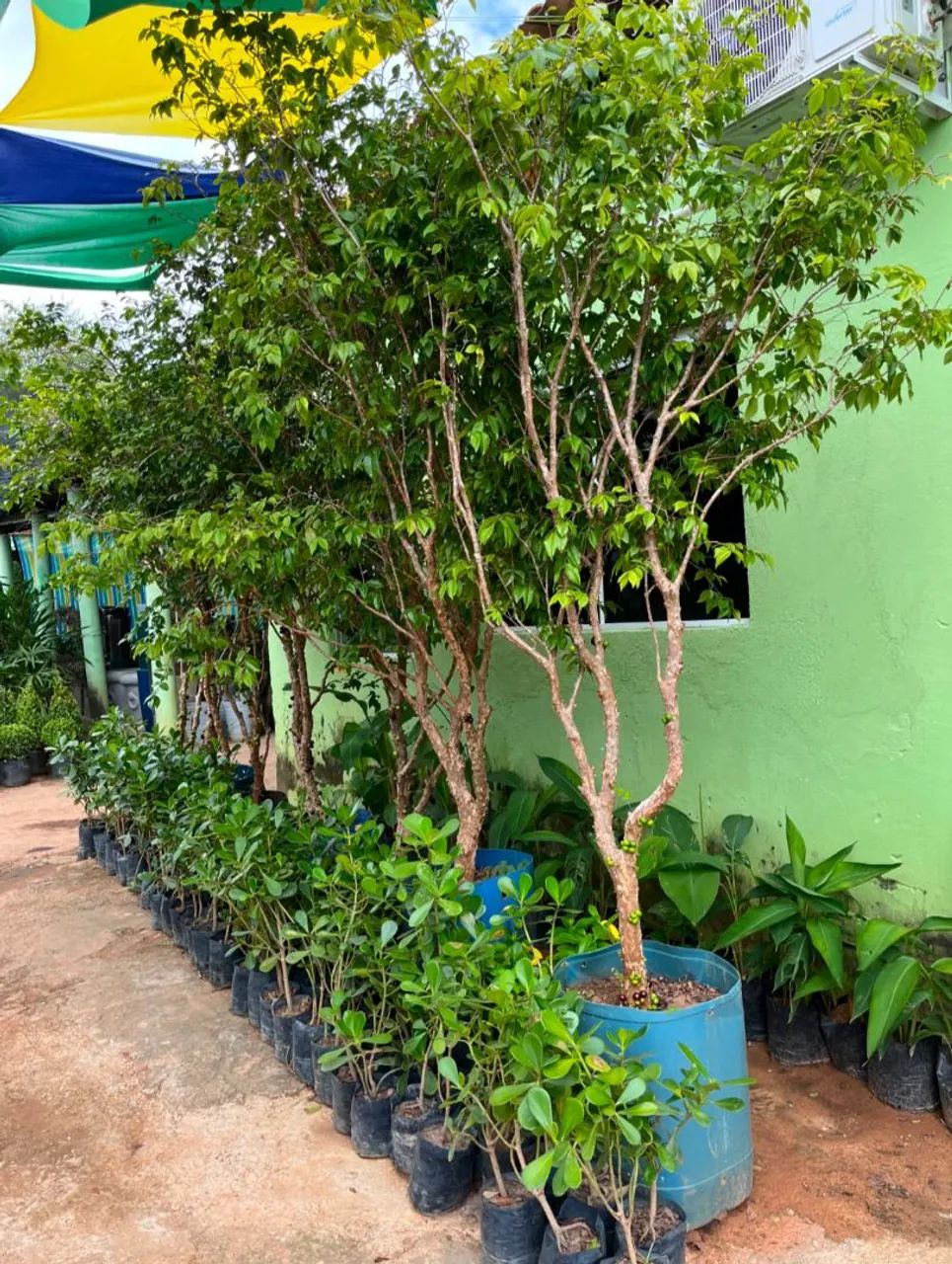 Jabuticaba 