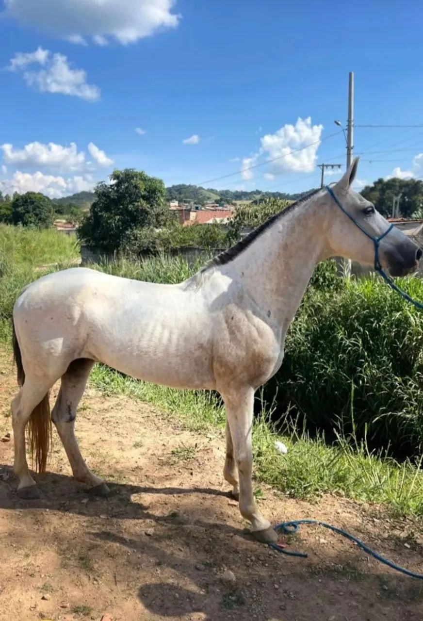 Egua mangalarga 