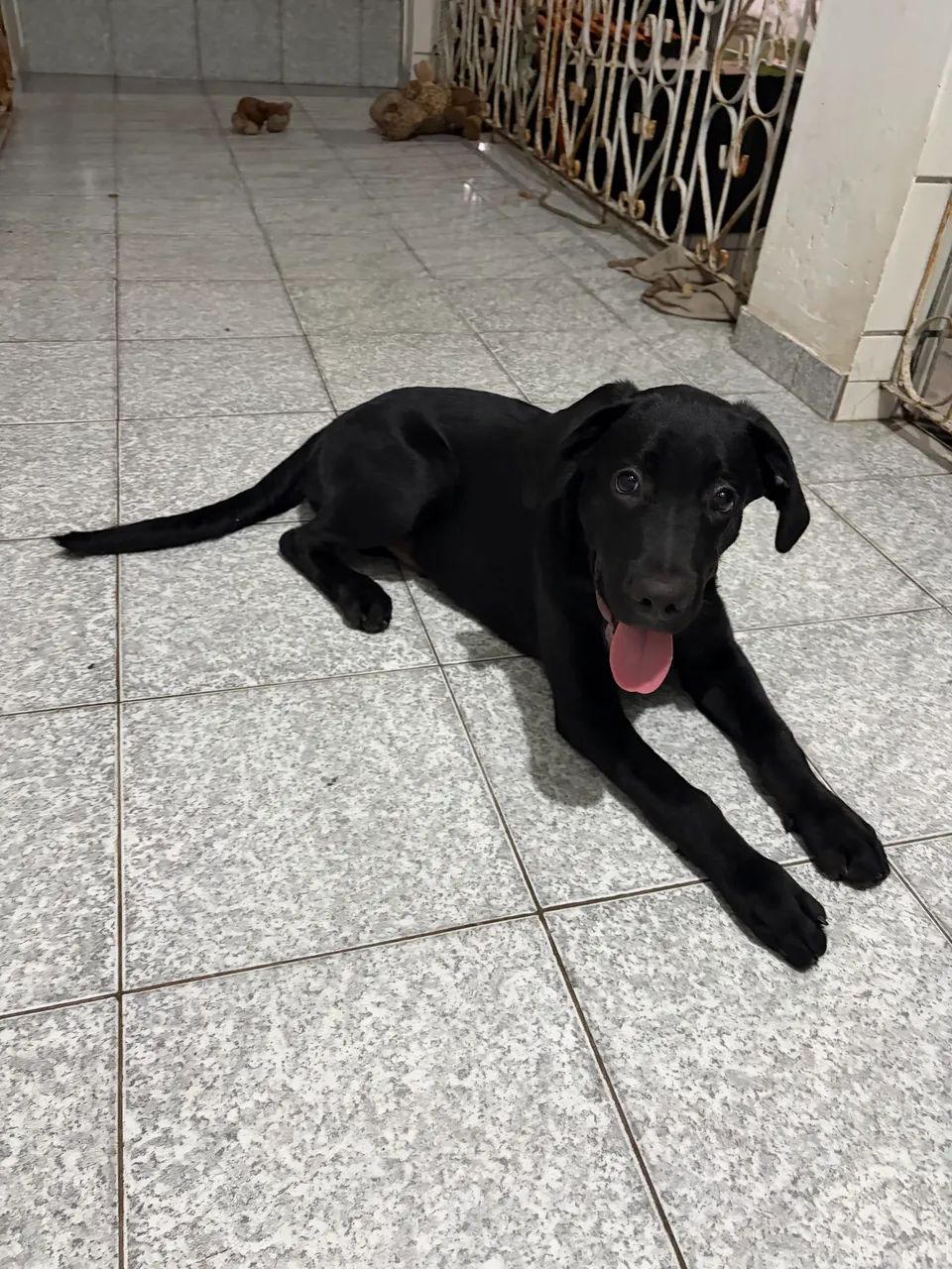 Cachorro labrador de 5 meses  - Foto 3