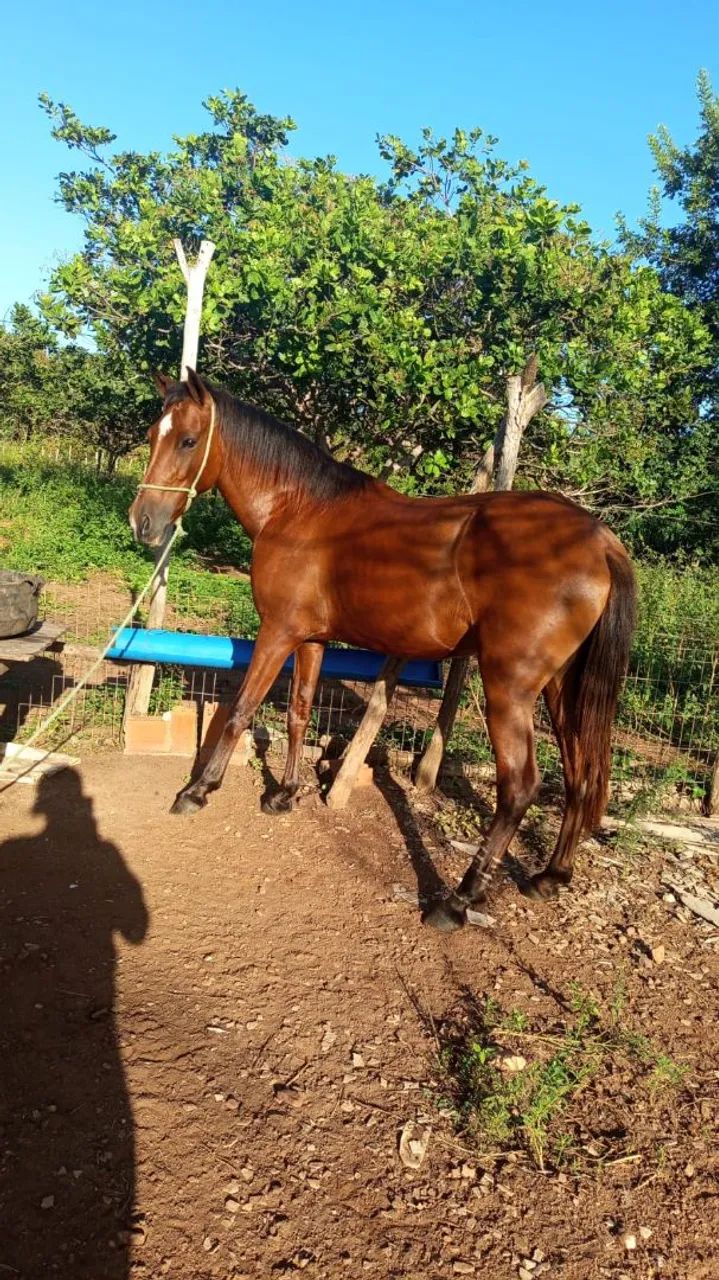Potra 4 anos - Foto 5