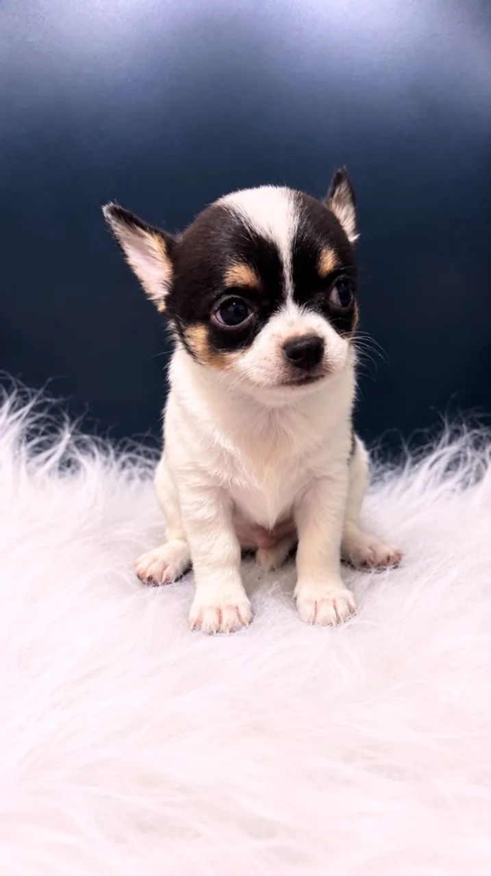 Chihuahua  - Foto 2