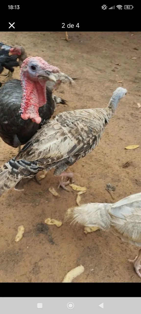 Ornamentais  - Foto 3