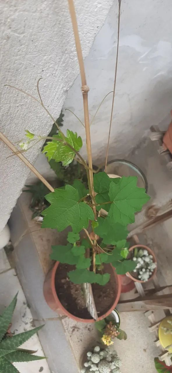 Muda de uva  3meses 1metro altura e crescendo bem  