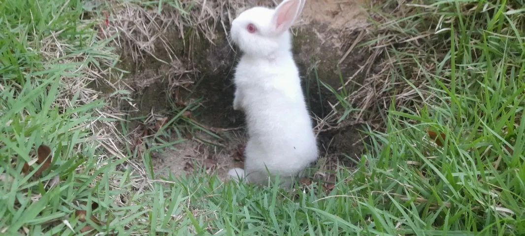 Coelho mini - Foto 5