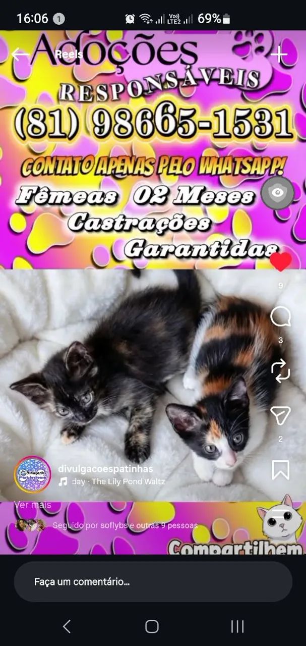 Adoção de gatinhas!  - Foto 3