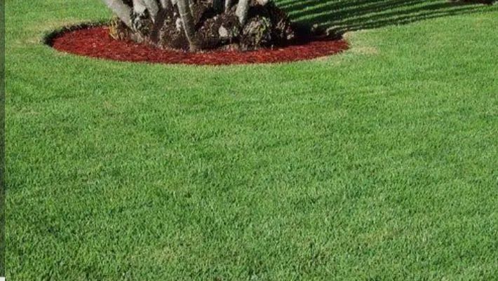 Jardinagem e corte de grama