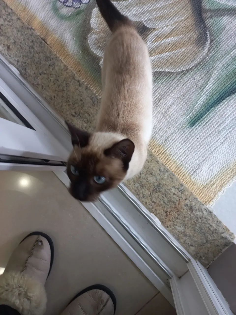 Gata siamês