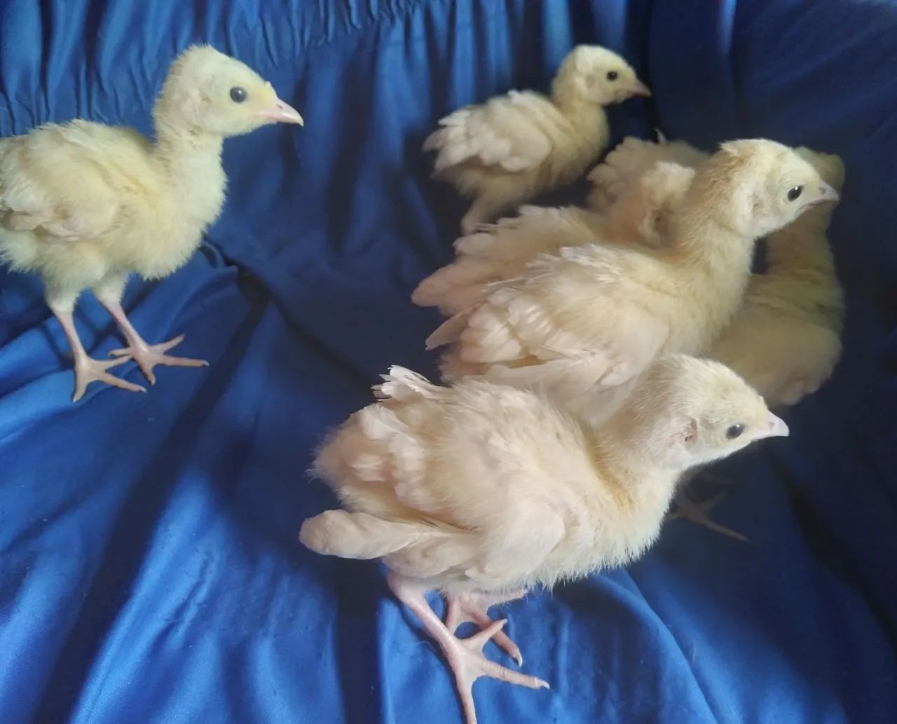 Peru fêmeas e machos já adultos - Foto 5