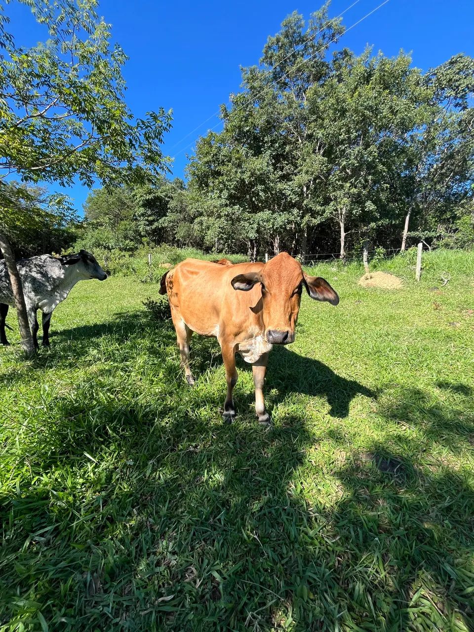 Vacas leiteiras