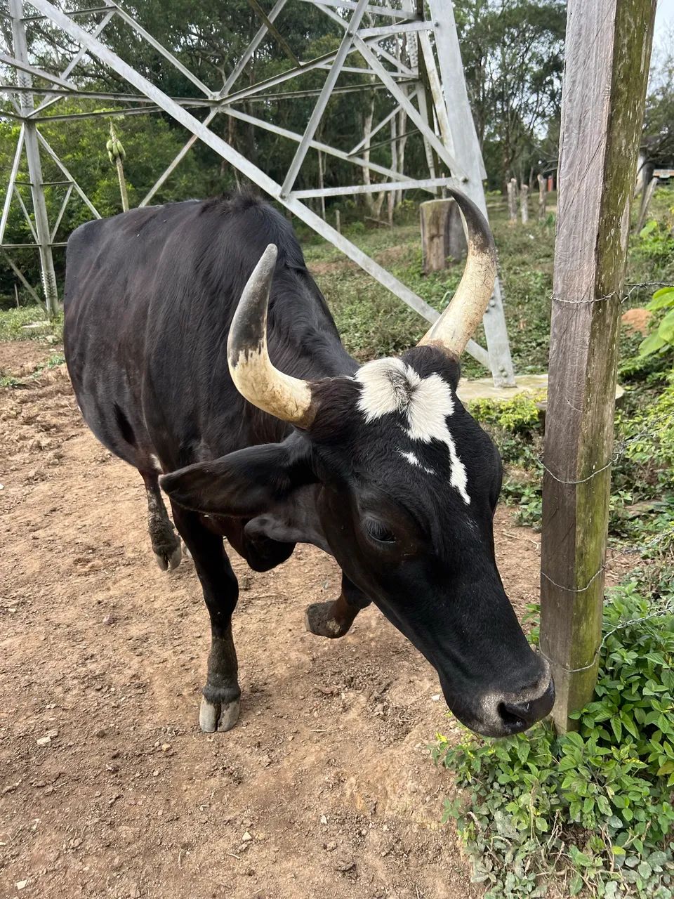 Novilha  - Foto 4
