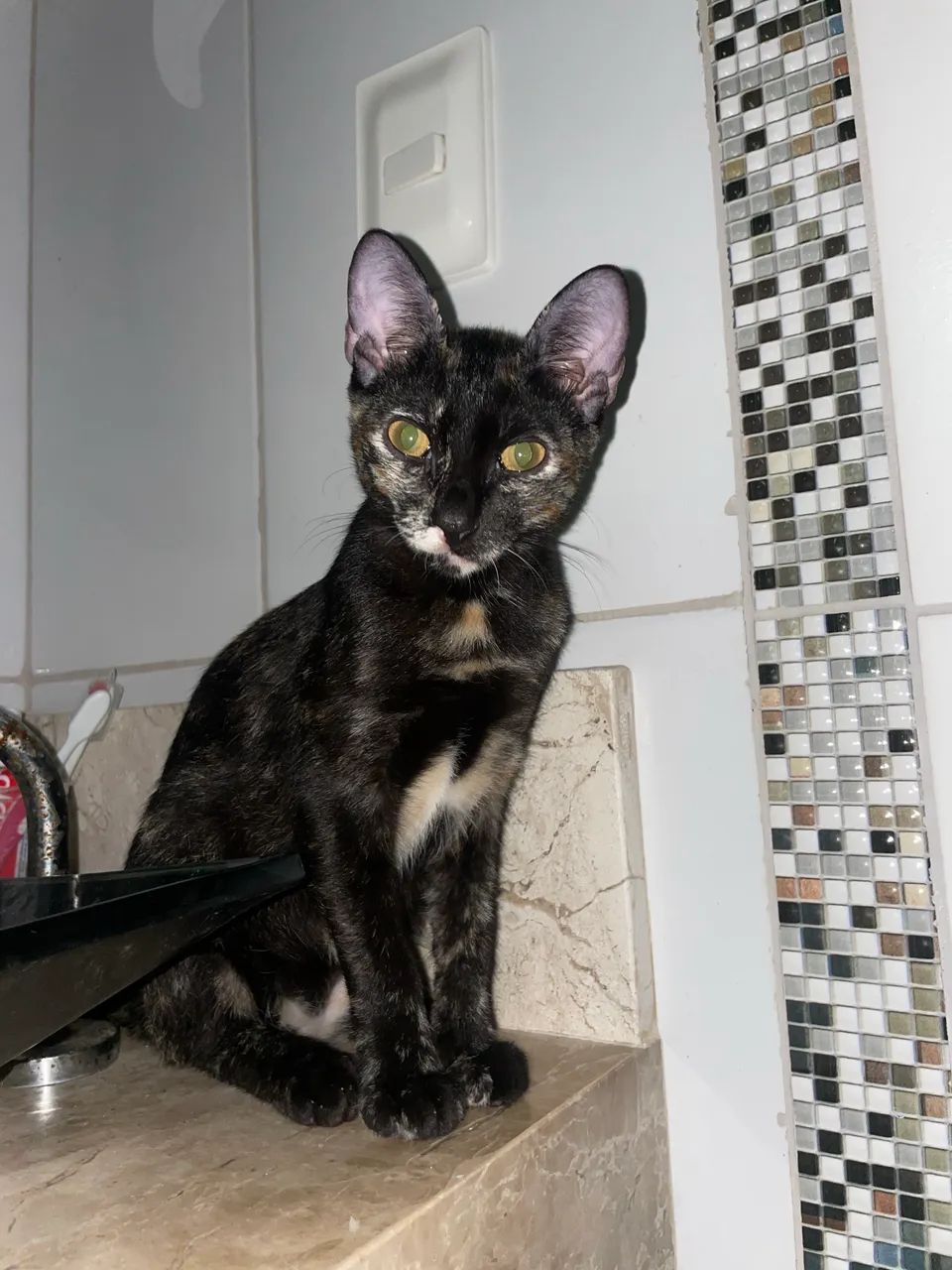 Gatinha para doação  - Foto 2