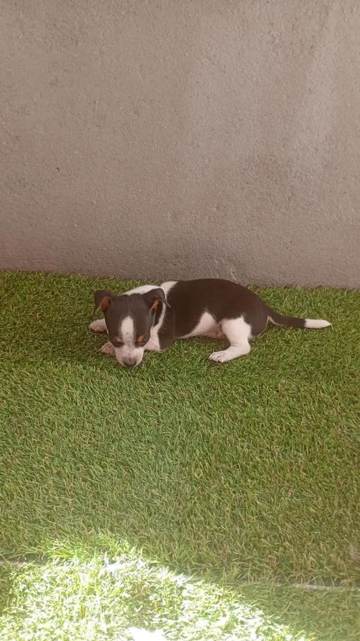 Pinscher filhote  - Foto 3