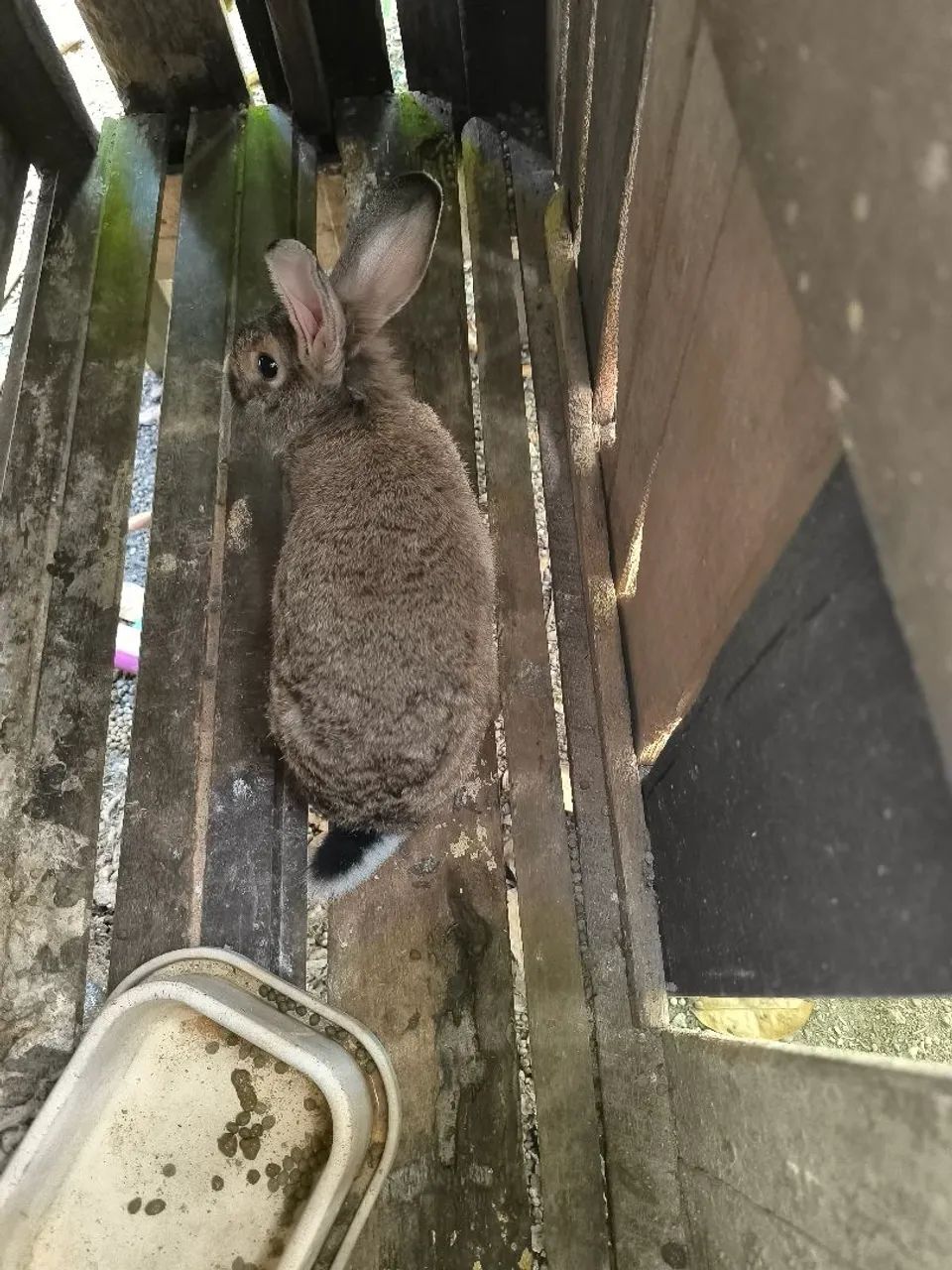 Coelhos machos  - Foto 3