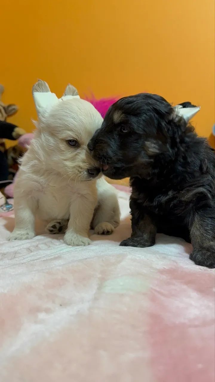 Yorkshire Gold micro machinhos filhotes R$300 - Cachorros - São