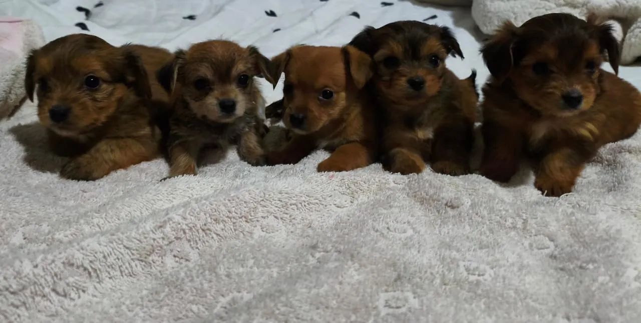 Pinscher - Foto 3