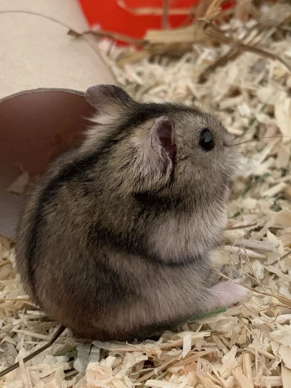 Hamster Anão russo Agouti  - Foto 4