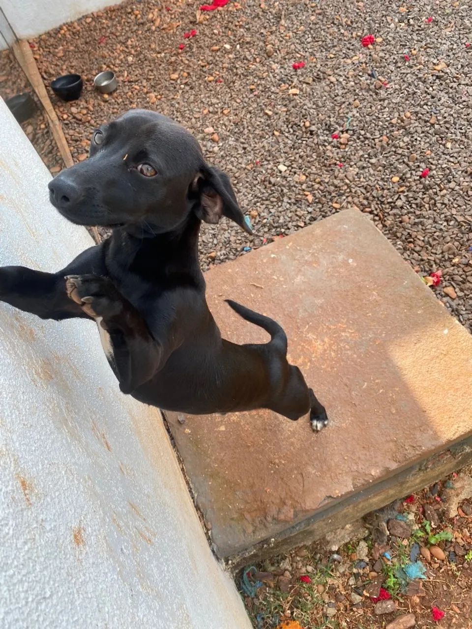 Doação de cachorro - Foto 3