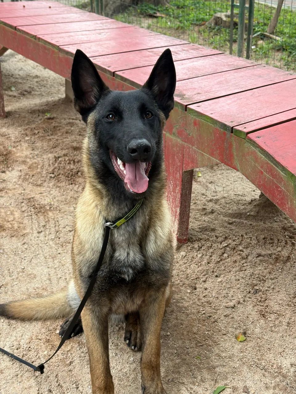 Filhote Pastor Belga Malinois - Foto 2