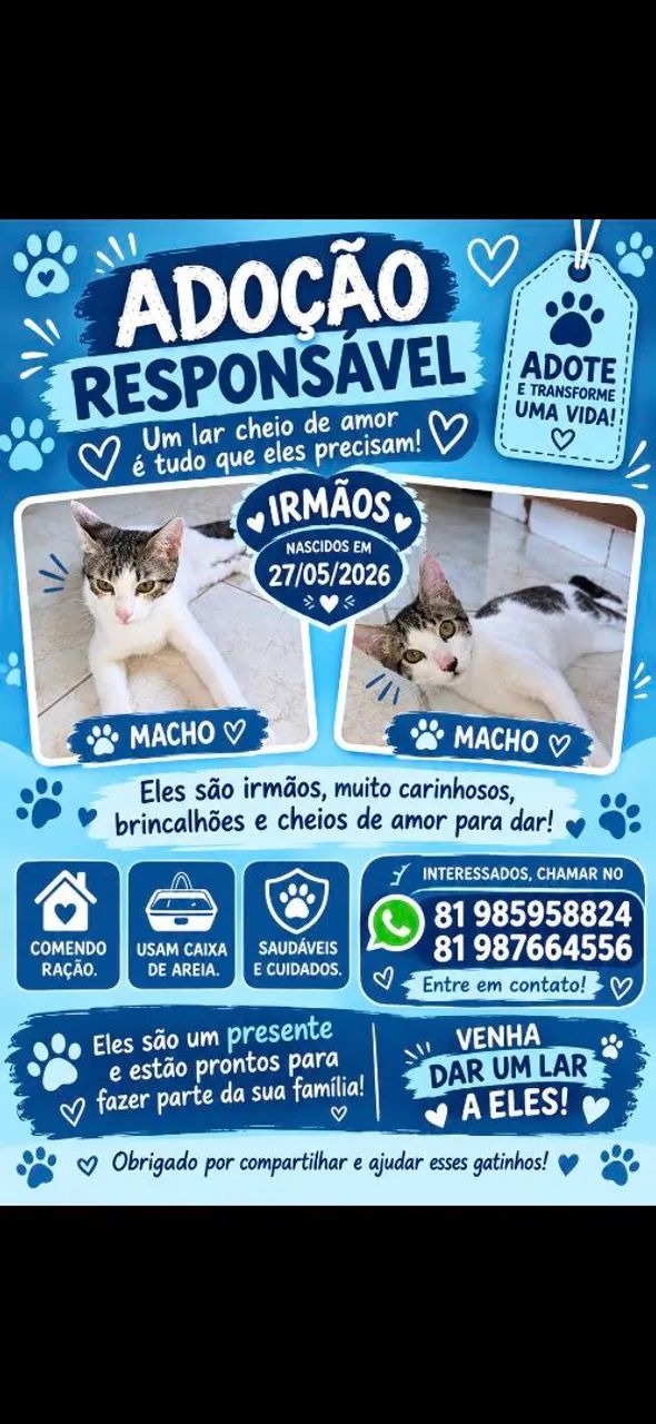 Doação de gatos