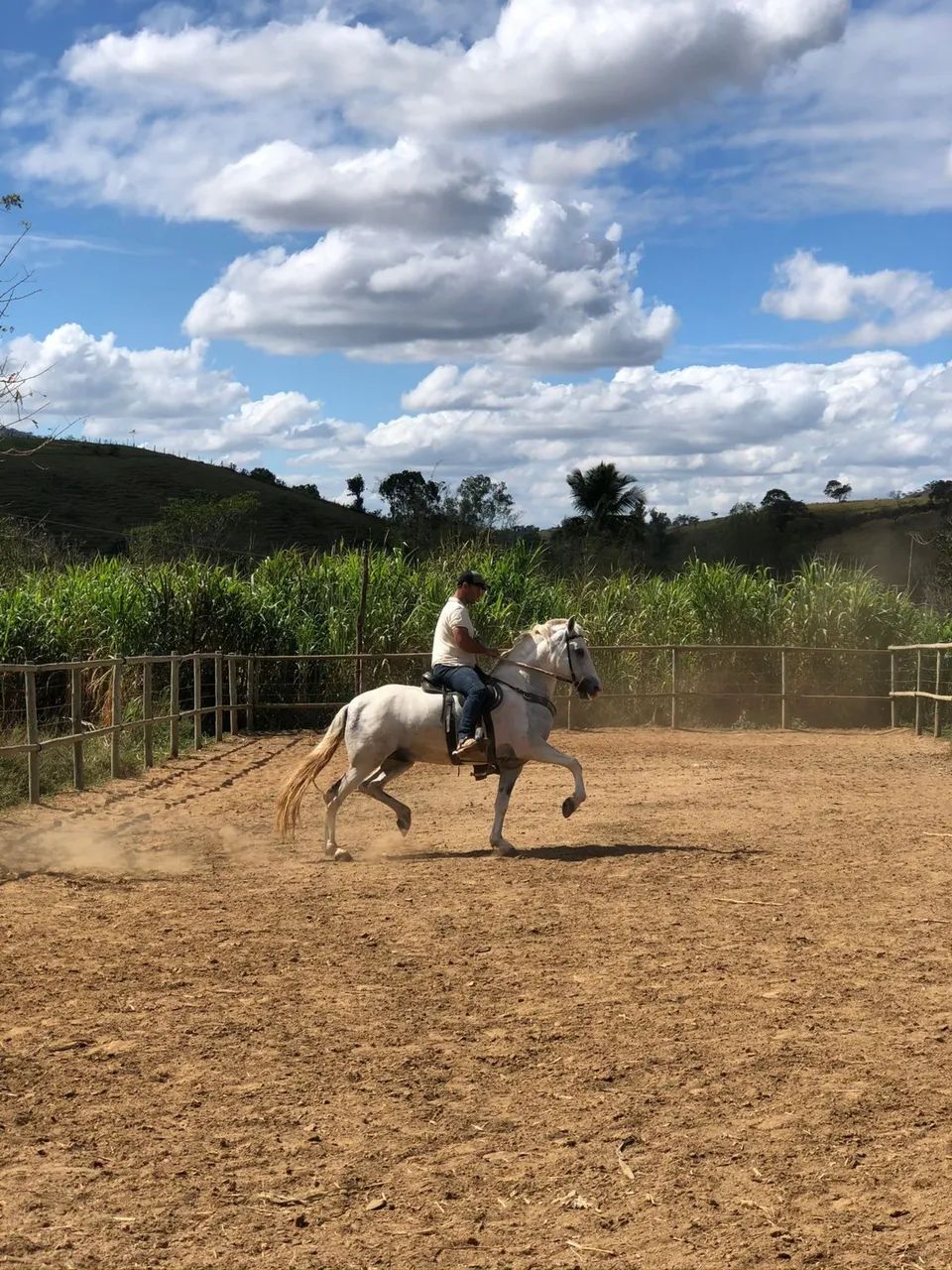 CAVALO MANGALARGA 