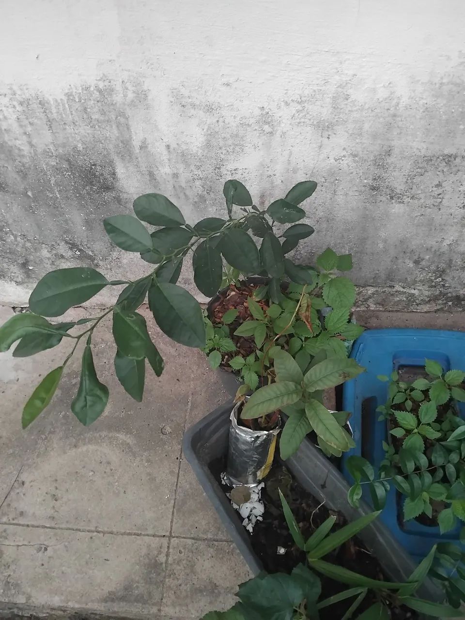 MUDAS DE FRUTIFERAS - Foto 6