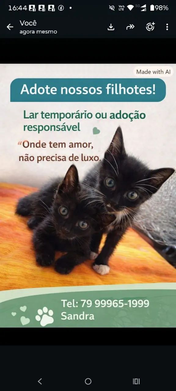 gato adoção 