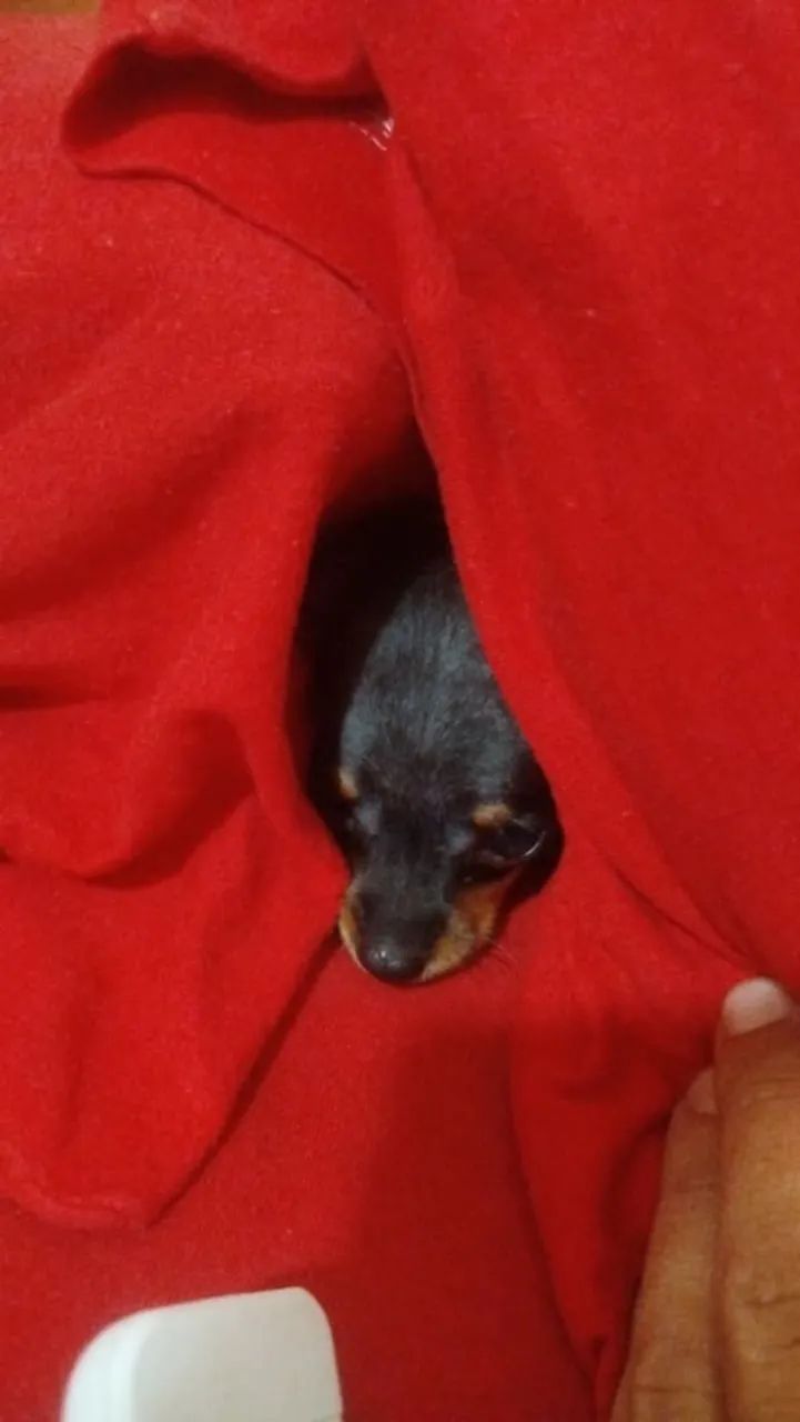 Lindo filhote pinscher macho zero  - Foto 3