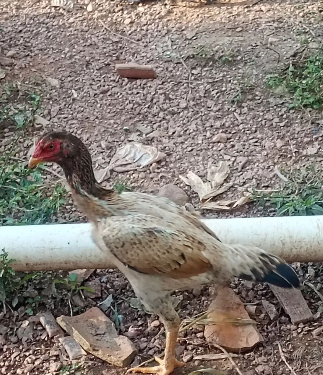 Frangas india - Foto 2