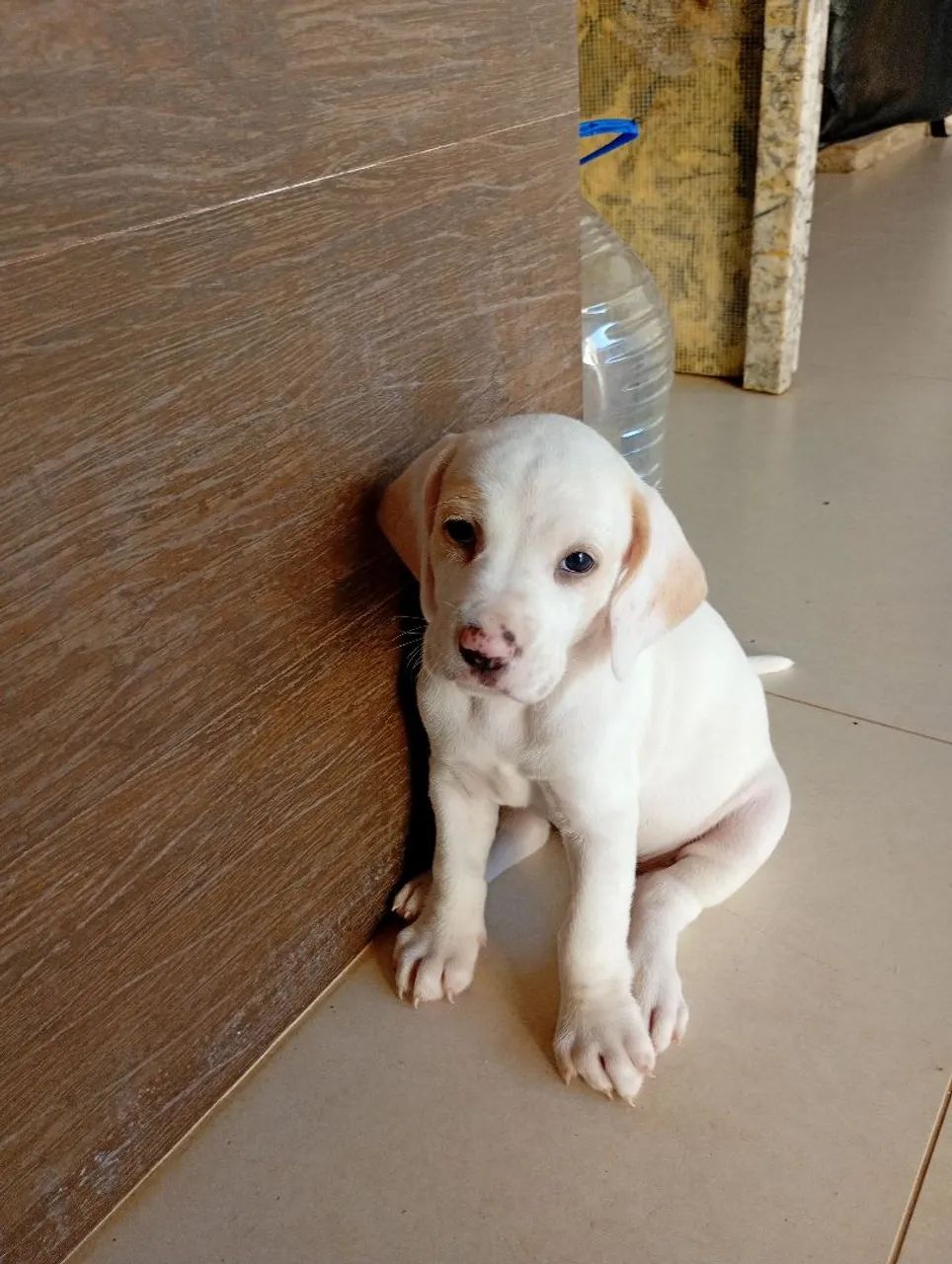FILHOTES DE BEAGLE HARRIER À VENDA - Foto 2