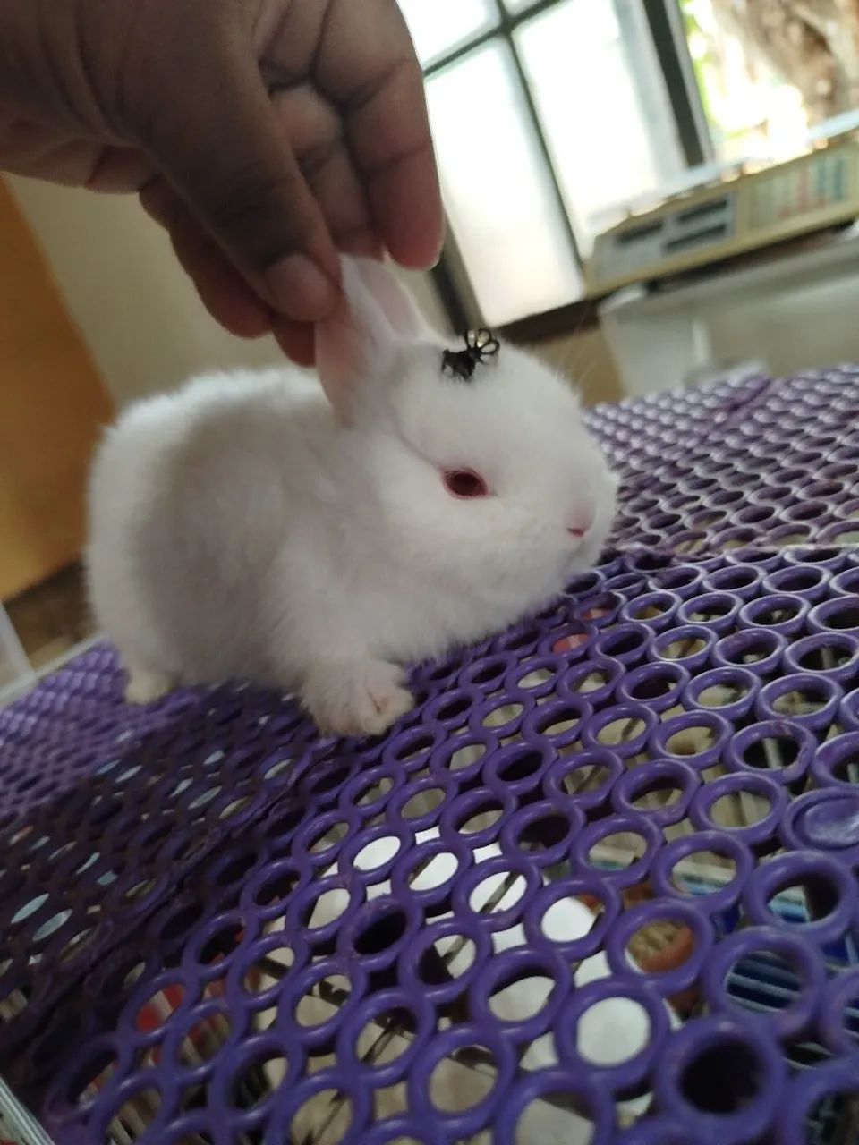 Anão Netherland Dwarf 65570227551746125
