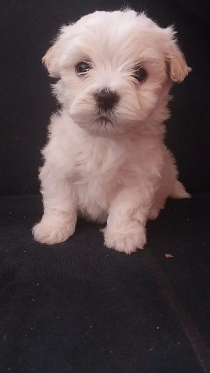 Maltês  - Foto 3