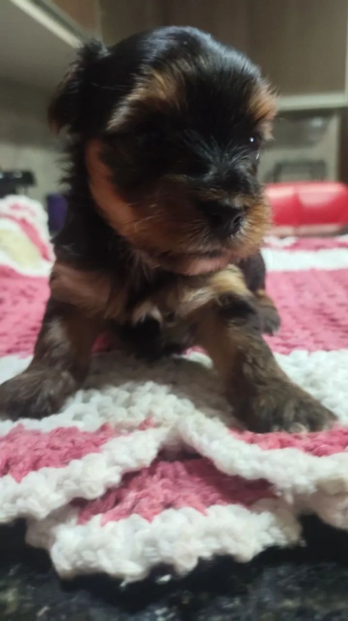 Yorkshire terrier disponível  - Foto 2