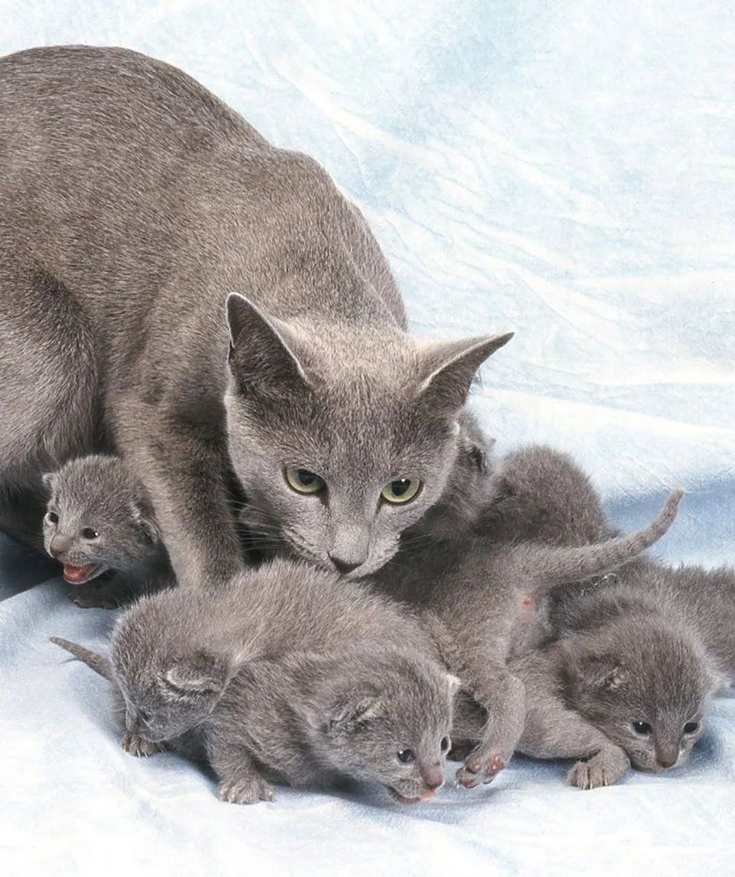 Russian blue - filhotes lindos conferir 