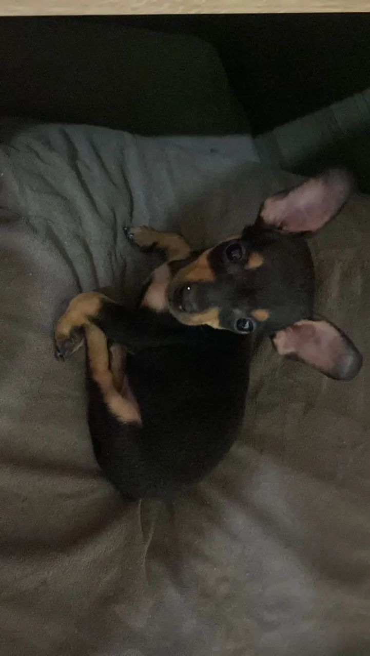  Filhote Pinscher 