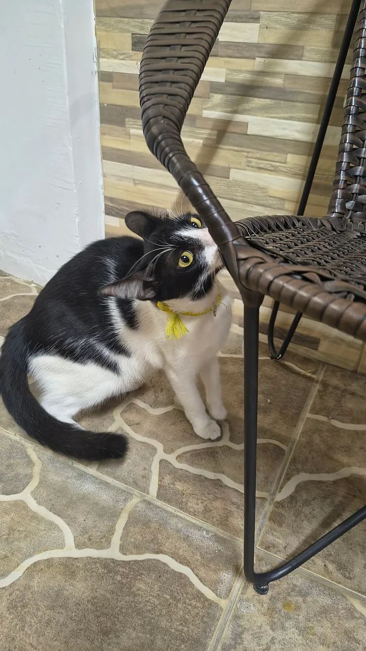 Fêmea castrada bebê 