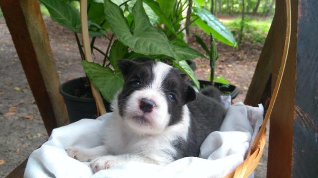 Filhotes de Border Collie - Foto 5