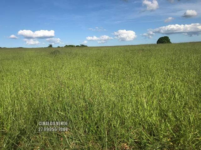 Fazenda em Nova Venécia ES com 25 alqueires (121 hectares) - Foto 6