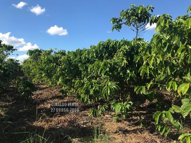 Fazenda em Nova Venécia ES com 25 alqueires (121 hectares) - Foto 8