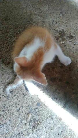 Doação de Gatinhos - Foto 3