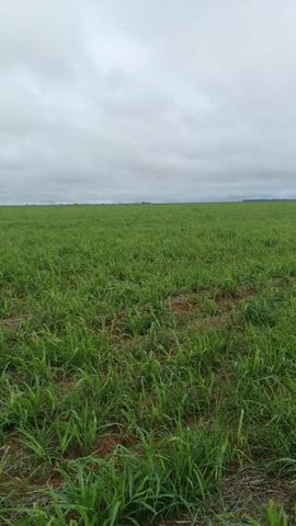 Brachiaria Ruziziensis - Valor R$ 6,00 por KG - Foto 2