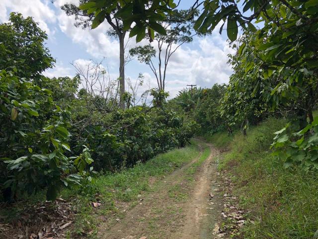 Vendo fazenda em Gandu BA - Foto 4
